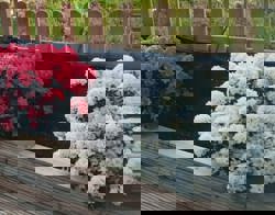 Plantenbak met planten met roze en witte bloemen