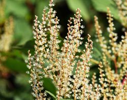 Japanse duizendknoop in bloei